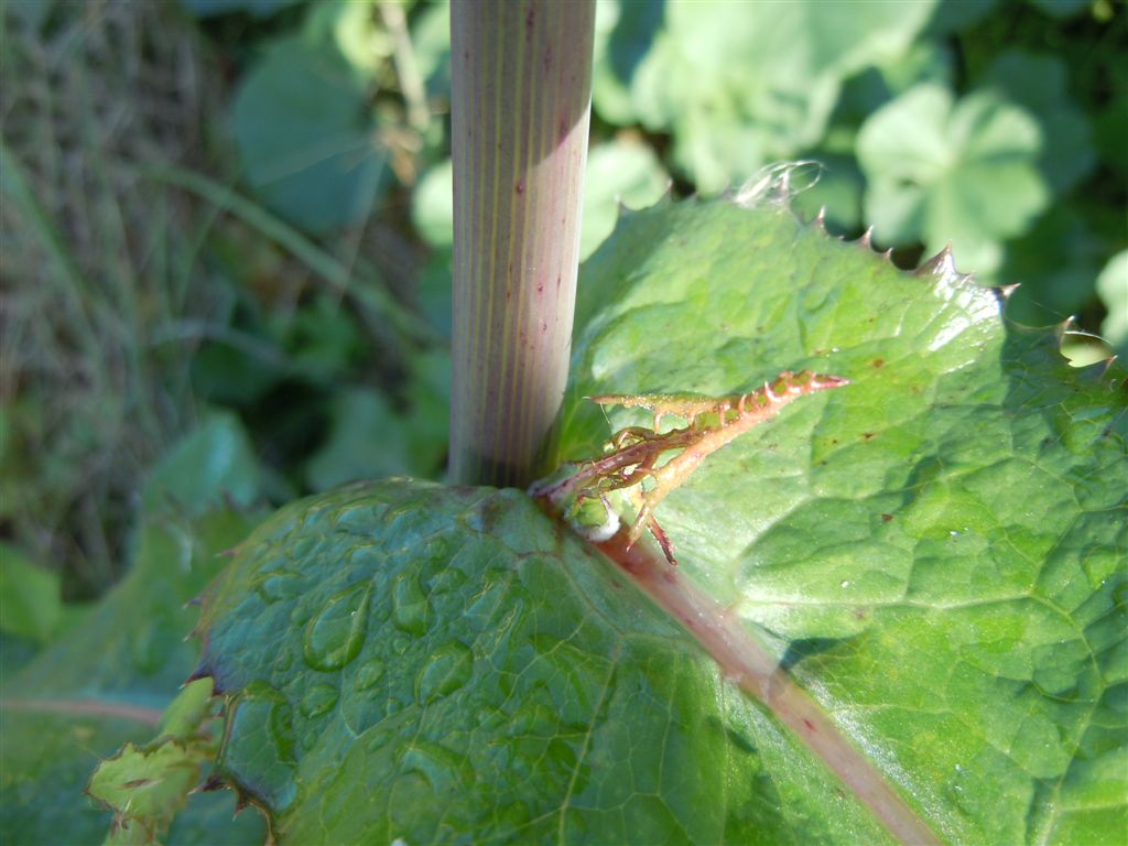 Pianta sul lago D''Averno - Sonchus cfr. tenerrimus